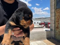 Rottweiler yavrularımız yeni yuvasını arıyor