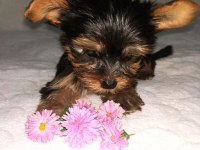Mini Boy Teacup Yorkshire Terrier Yavrular