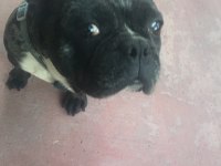French bulldog rıfkı için yuva