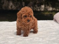 Sağlık ve ırk garantili poodle