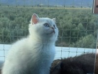 Yavru British Shorthair Bebişler