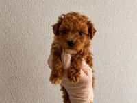 Orijinal Gerçek Teacup maltipoo