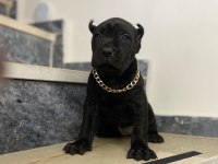 A kalite cane corso ayı yavruları estetikli estetiksiz