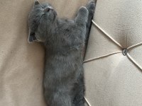 2 mart doğumlu scottish fold yavru