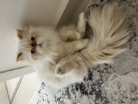 Dişi 2 yaşında nasir renk iran kedisi