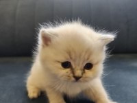 Scottish fold blue point mükemmel yavrular