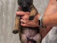Malinois bebekler safkan Orjinal