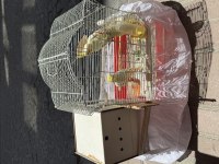 Jumbo çalışan takım sultan papağanı