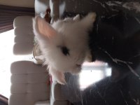 Hollanda lop tavşanı