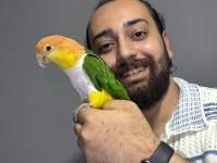 Maskot Dans eden Evcil Oyuncu Caique Papağanı