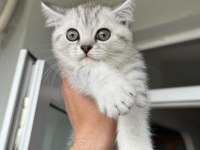 Sahiplendirilecek yavru scottish fold