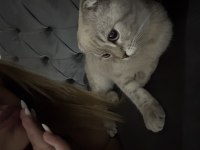Scottish fold oğlum paşayı sahiplendiriyorum