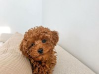 MÜKEMMEL ANATOMİDE TOY POODLE YAVRULAR