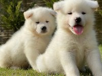 JAPON AKİTA INU YAVRULARİ İSTANBUL