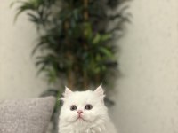 Brıtısh Longhaır Yavrularım