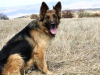 5 yaşında dişi alman çoban köpeği