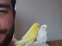 Çift muhabbet kuşumuz