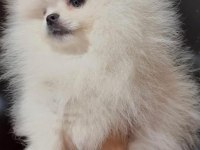 Pomeranian yavrular