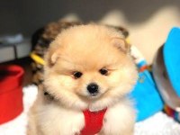 Eşsiz kalitede pomeranian boo