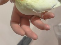 Yeni yeme düşen lutino kırmızı göz sultan papağanı