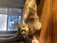 British shorthair kırması dişimize yuva arıyoruz
