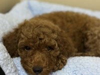 Erkek - Dişi Toy Poodle Yavrular Yeni Ailesini Arıyor