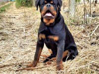 A şecereli üst düzey kaliteli genç rottweiler