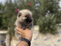 Pomeranian yavrularımız