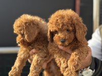 Show kalite kore toy poodle yavrularımız