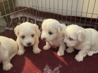 KUCUK TATLI MINIK KÖPEKLER