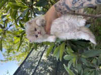 Full şecereli safkan british longhair sağlıklı ev yavruları
