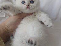 Safkan Cana Yakın Sosyal British Shorthair Bebekler