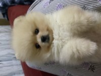 Pomeranian Boo Yavrumuz