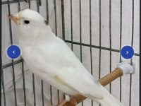 Yeni yeme düşen white face sultan papağanı