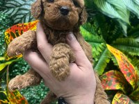 Birinci sınıf poodle bebekler