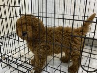 Erkek - Dişi Toy Poodle Yavrular