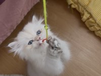 Safkan british longhair yavrular