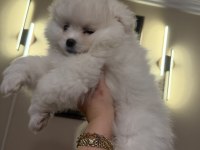 Aile Yanında Büyüyen Safkan Pomeranian Yavrular