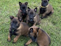 Erkek Dişi Belçika Malinois