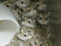 Sevimli gonzales hamster yavrular