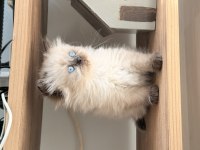 British Longhair Şekerler Yeni Yuvalarına Hazır