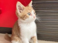 ÜCRETSİZ KEDİMİZİ SAHİPLENDİRME