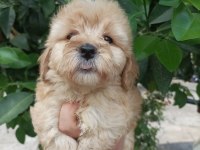Maltipoo yavrular