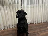 Temel İtaat Eğitimi mevcut Labrador