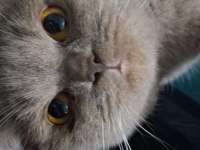 British shorthair kedimiz sahiplendirilecek