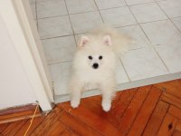 Pomeranian boo 1. sınıf