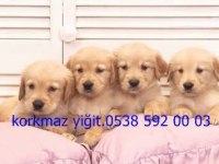 Gerçek Koca Kafa Baby Face Golden Yavruları