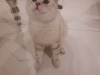 British Shorthair Golden Point Kedimiz Sahiplendirilecektir