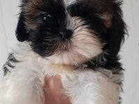 SHİH TZU DİŞİ