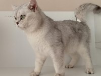 Kızımız scr li british shorthair
